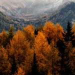 A painting of trees in the mountains with orange leaves.