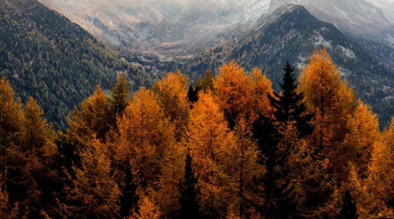 A painting of trees in the mountains with orange leaves.